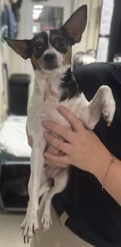 An adult small-sized female Chihuahua dog named Coco Athens for adoption in Rockaway, NJ