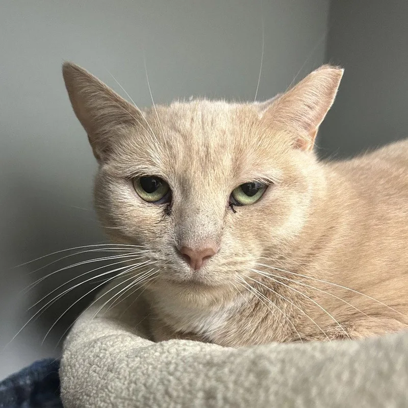 A young medium-sized female Orange / Red Domestic Short Hair cat named Sugar for adoption in New Castle, DE