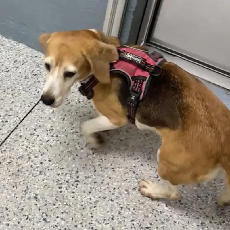 A senior small-sized female Brown / Chocolate Beagle dog named Petal for adoption in Freeport, FL