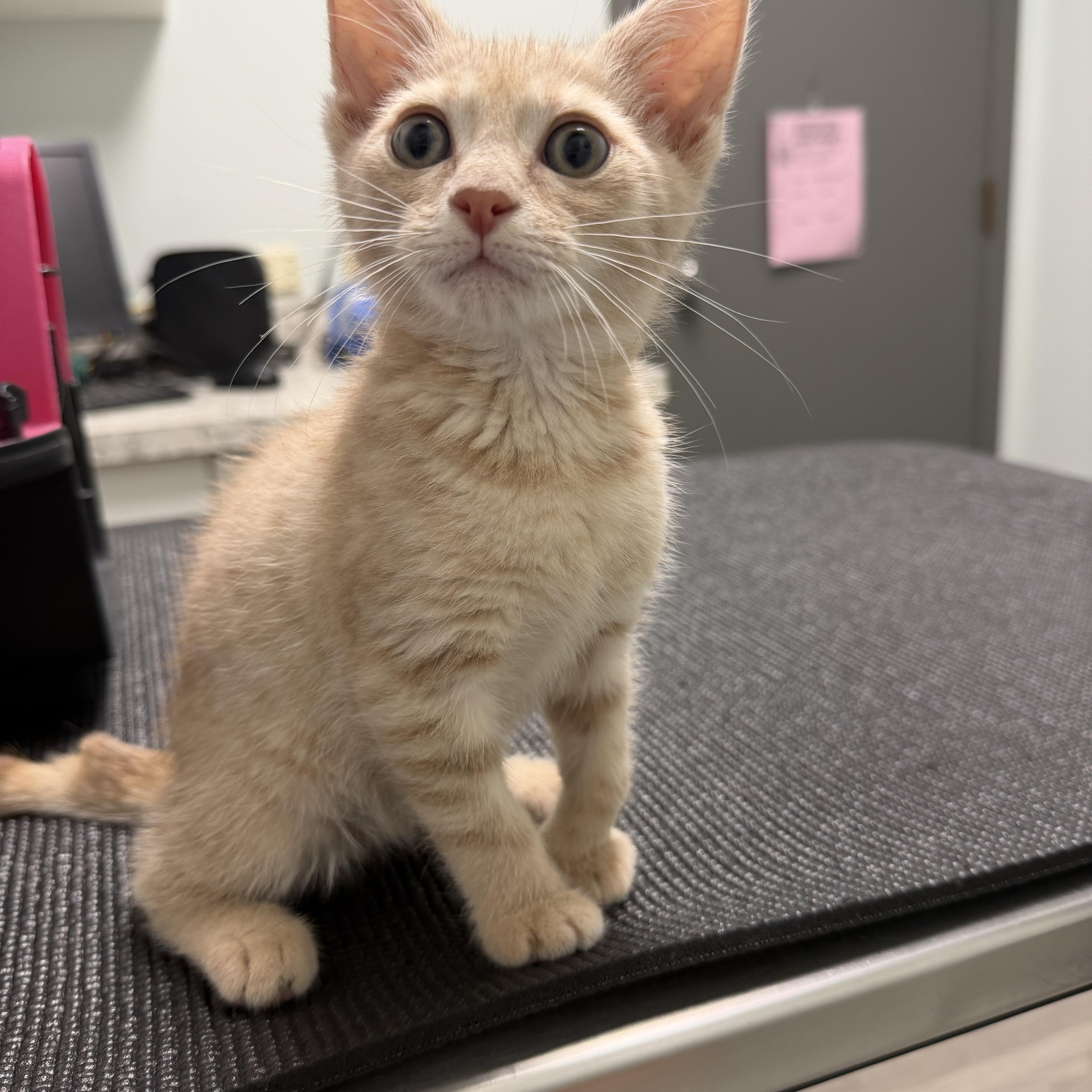 A baby medium-sized female Orange & White Domestic Short Hair cat named Peaches for adoption in Plainfield, IL