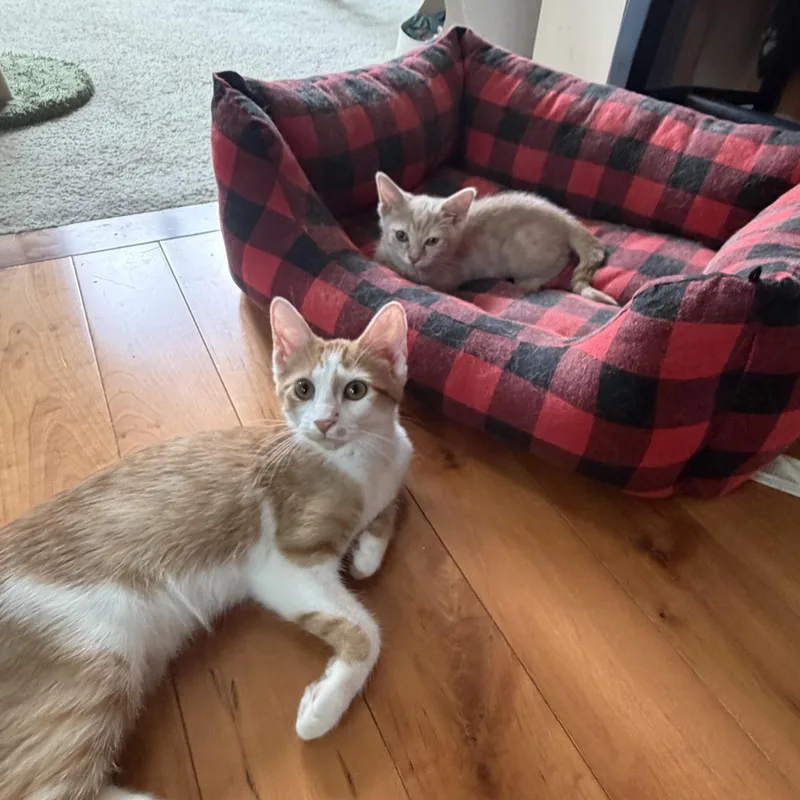 Peaches thumbnail 2
