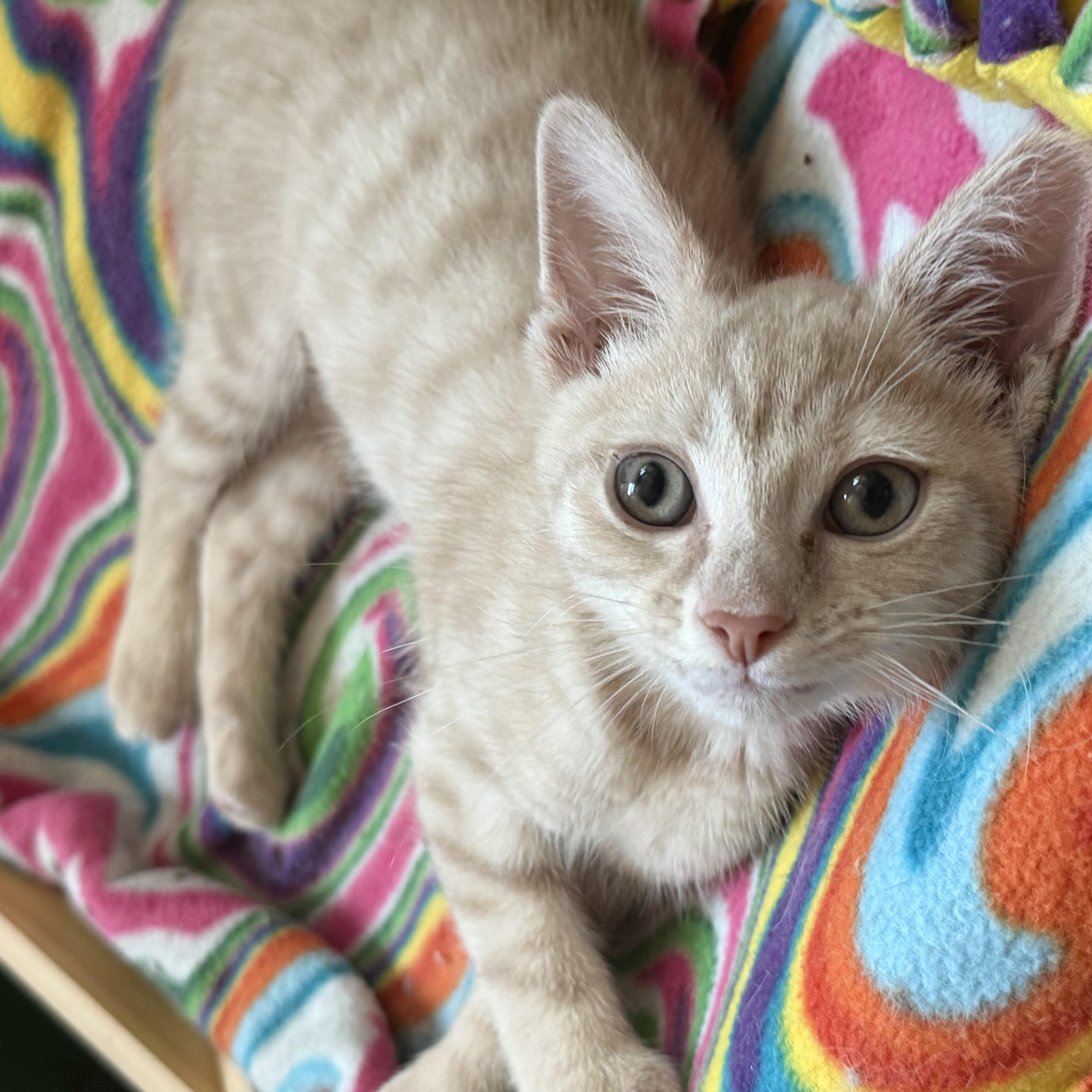 Peaches thumbnail 3