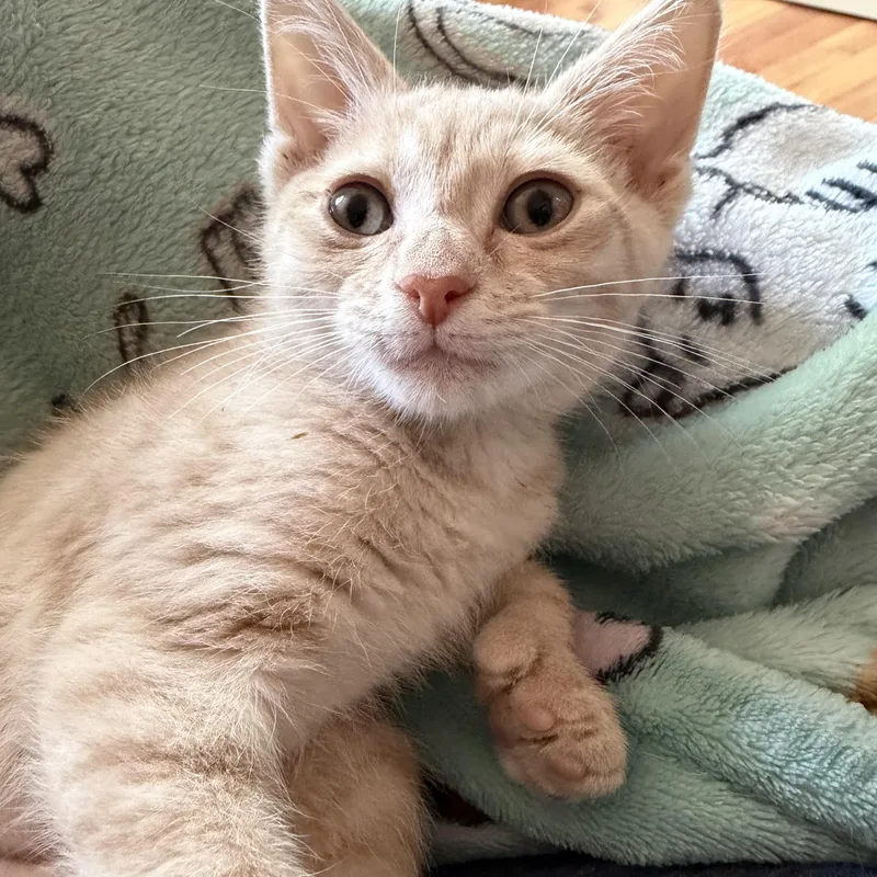 Peaches thumbnail 4