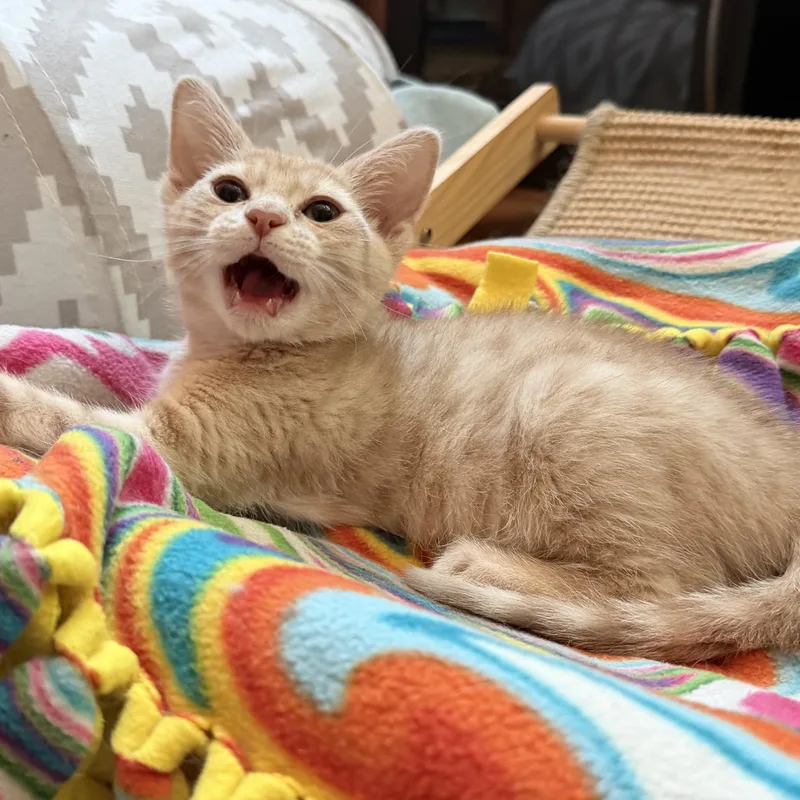 Peaches thumbnail 5