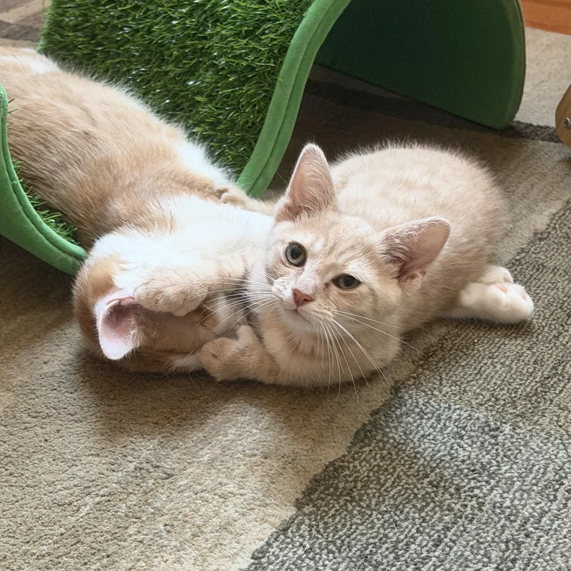 Peaches thumbnail 6