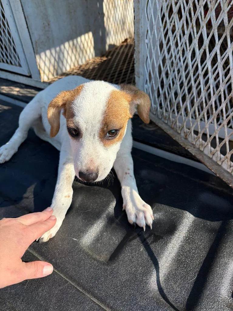 A baby small-sized male Chihuahua dog named Fat Boy for adoption in Ada, OK