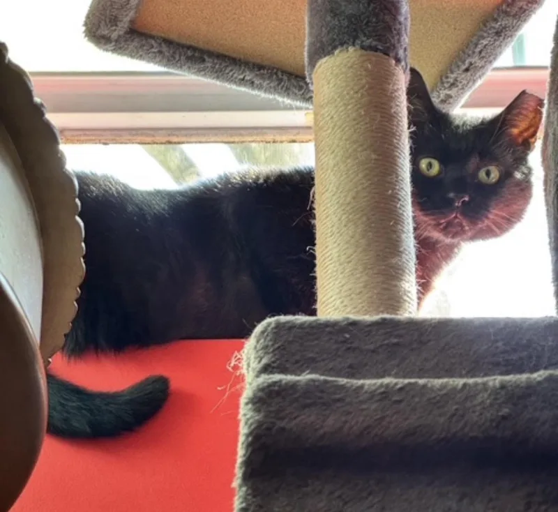 An adult medium-sized male Black Domestic Short Hair cat named Tayley for adoption in Alexandria, VA