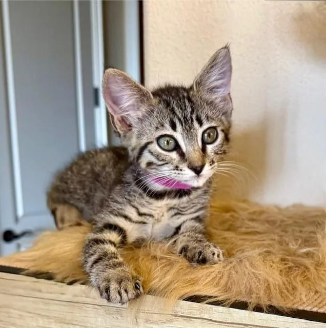 A baby small-sized female Domestic Short Hair cat named Bonnie Pink Collar for adoption in Tustin, CA