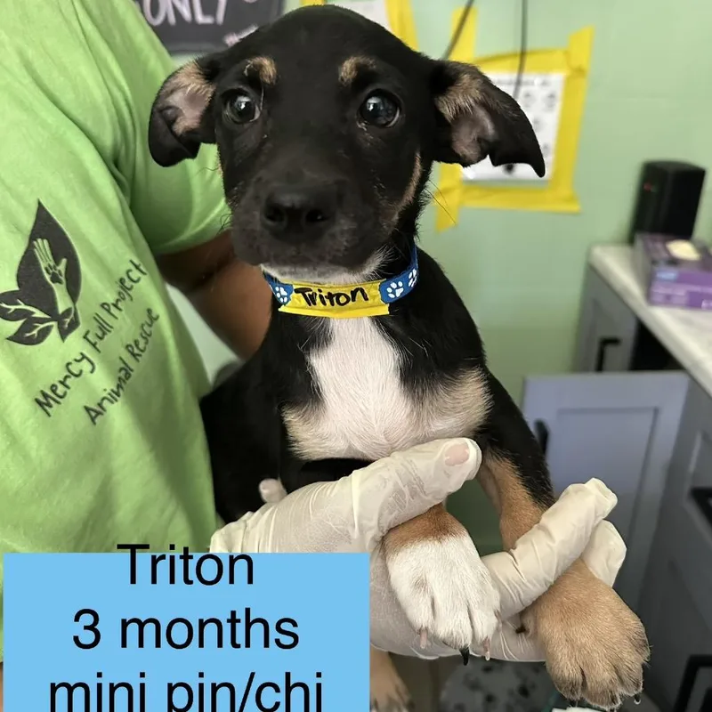 A baby small-sized male Black Miniature Pinscher dog named Triton for adoption in Tampa, FL