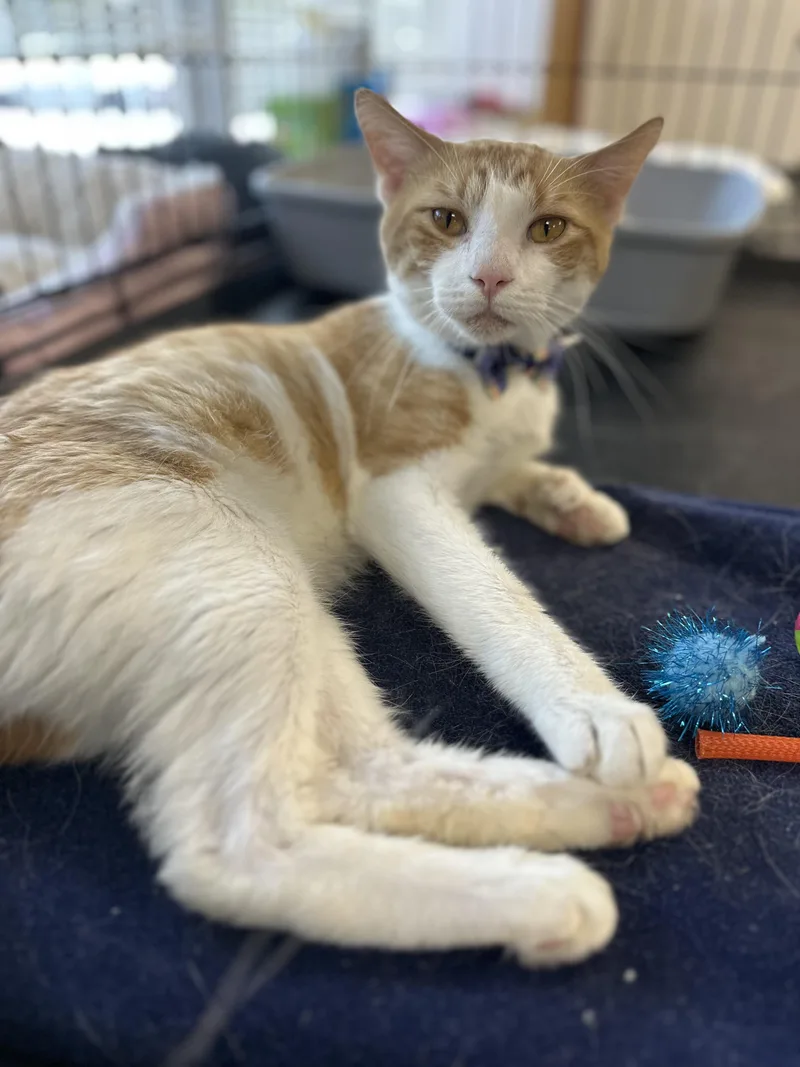 A young large-sized male Domestic Short Hair cat named Chooch for adoption in Pleasantville, NJ