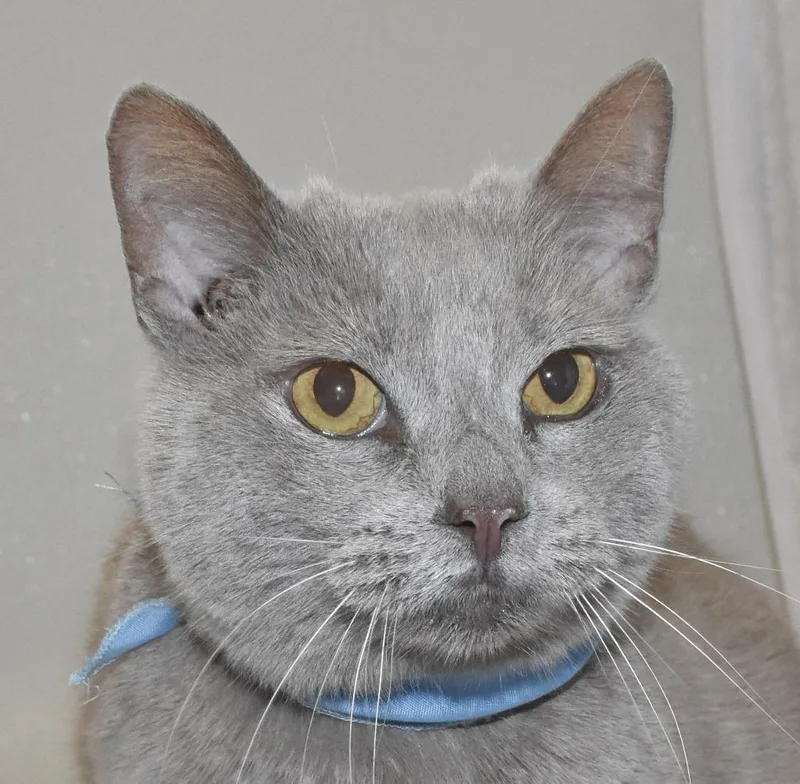 An adult large-sized male Domestic Short Hair cat named Teddy Bear for adoption in Springfield, OH