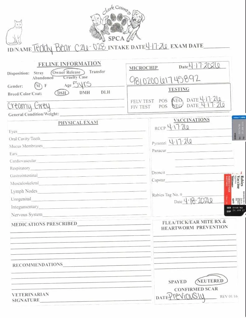 Teddy Bear thumbnail 2