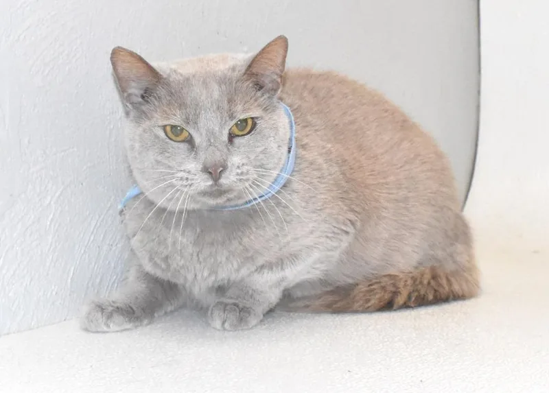 Teddy Bear thumbnail 3