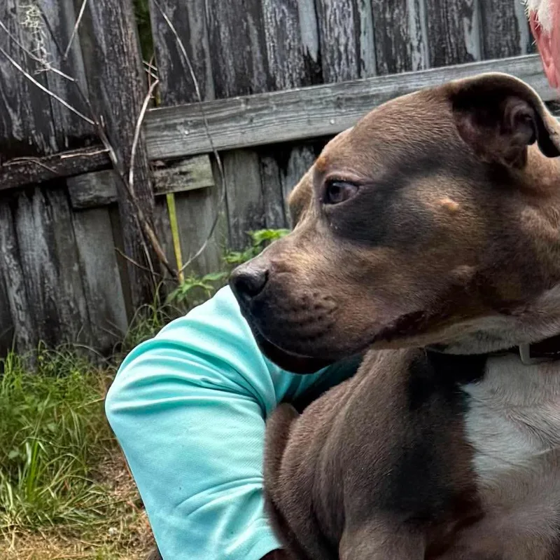 An adult medium-sized female Brown / Chocolate Pit Bull Terrier dog named Ethel for adoption in ocala, FL