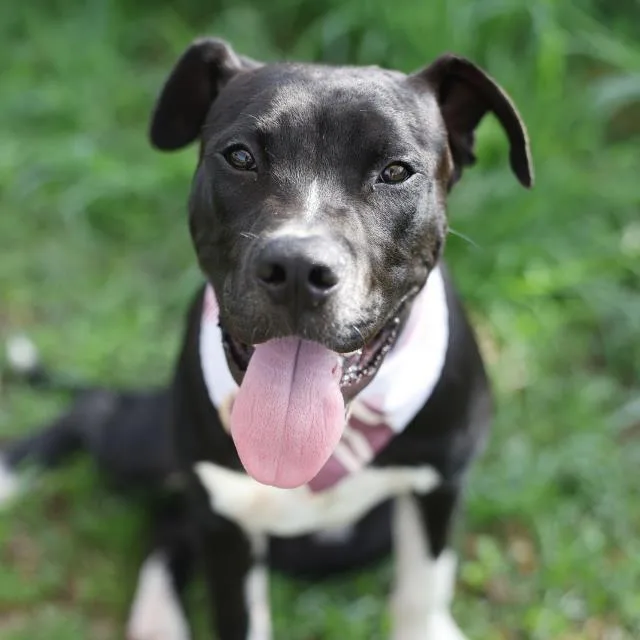 A young medium-sized male American Staffordshire Terrier dog named Gumbo for adoption in San Antonio, TX
