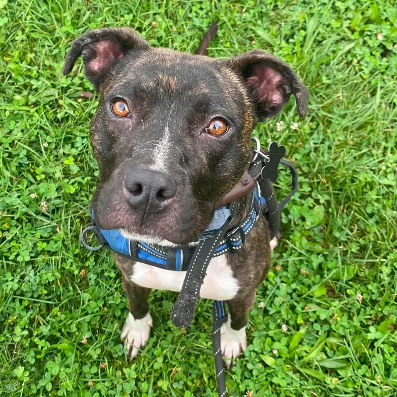 An adult medium-sized female Brindle Mixed Breed dog named Vesta for adoption in Huntington, WV