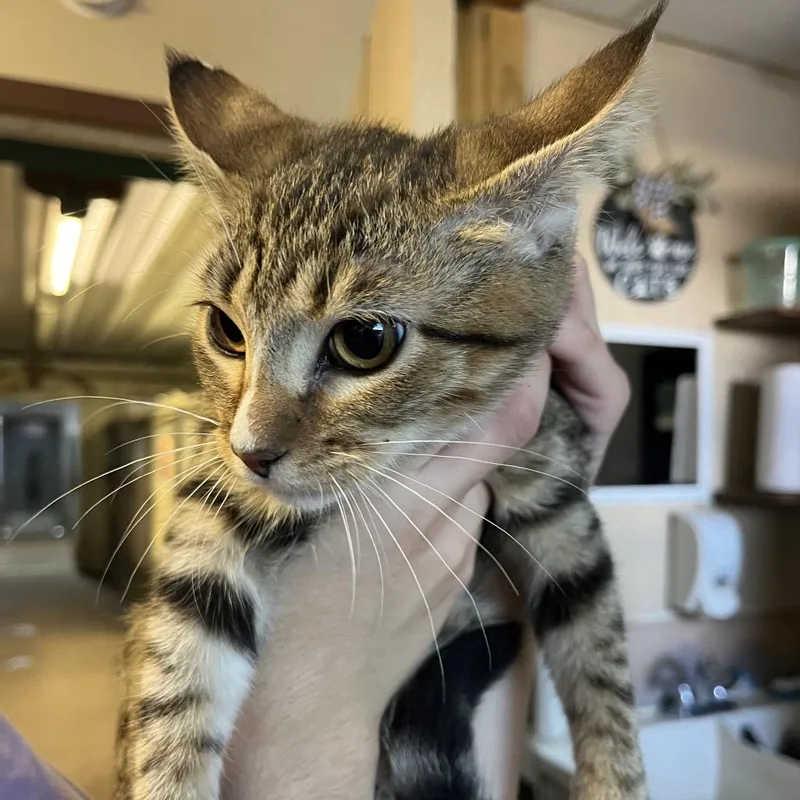 A young small-sized female Brown / Chocolate Domestic Short Hair cat named Bao for adoption in Stephenville, TX