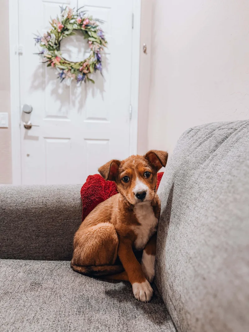 A baby medium-sized female Australian Shepherd dog named Sandy for adoption in Goodyear, AZ