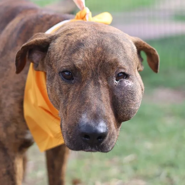 An adult medium-sized male American Staffordshire Terrier dog named Pinto for adoption in San Antonio, TX