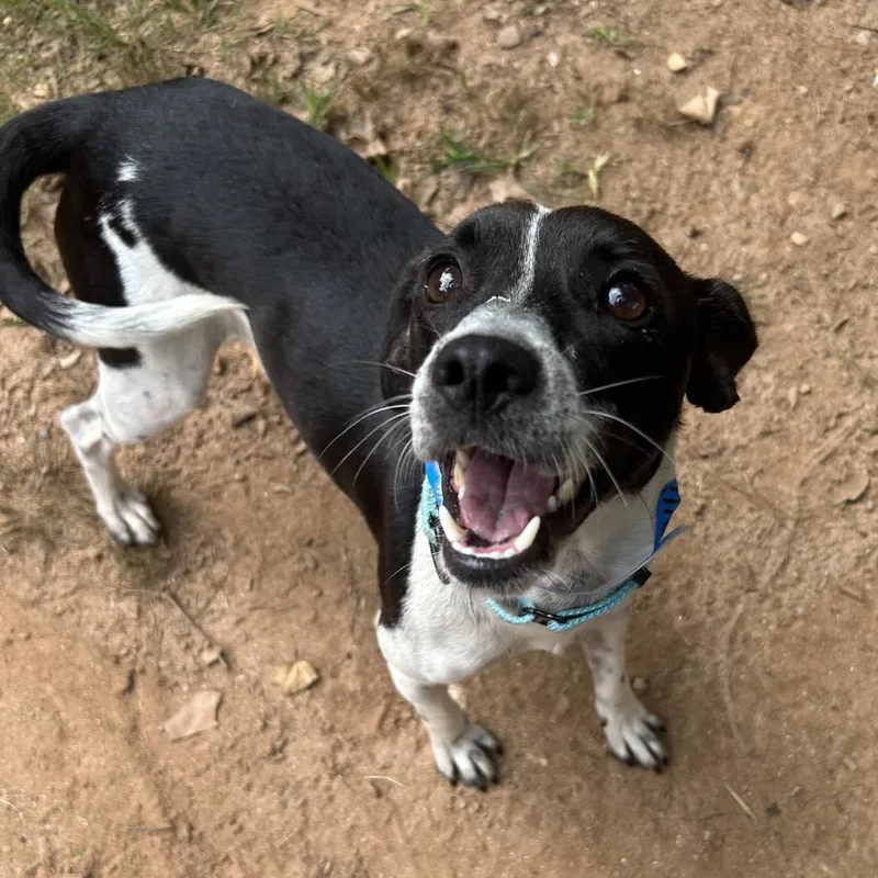 An adult small-sized male Black Mixed Breed dog named Ollie for adoption in Auburn, AL
