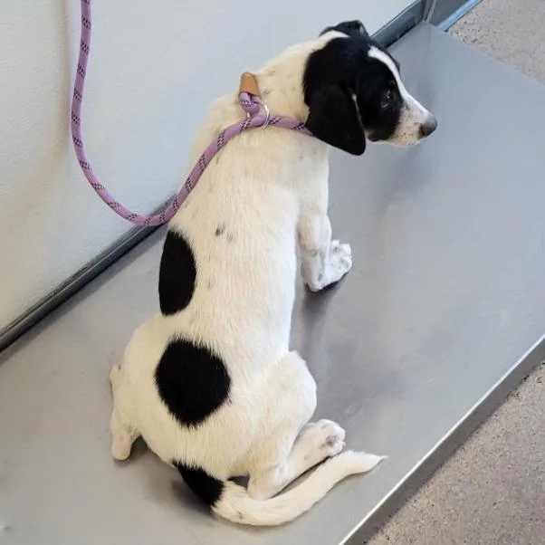 A baby medium-sized male White / Cream Mixed Breed dog named 110616 for adoption in Las Cruces, NM