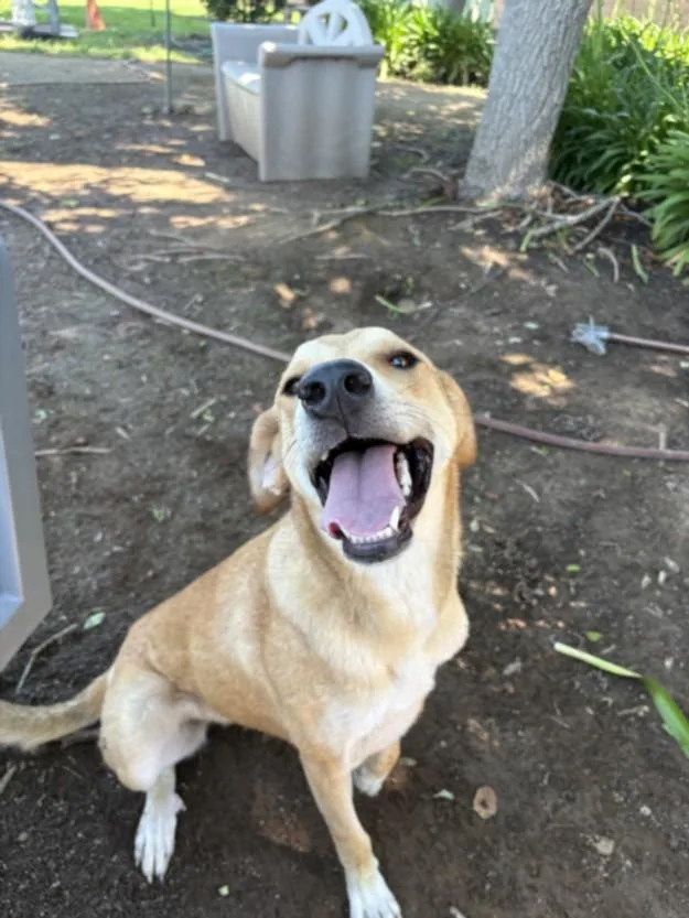 An adult medium-sized female Labrador Retriever dog named Sandy for adoption in Olivehurst, CA