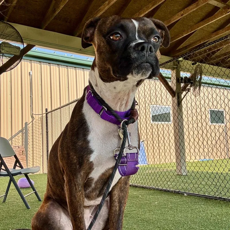 A young medium-sized female Boxer dog named Red for adoption in Columbia, IL