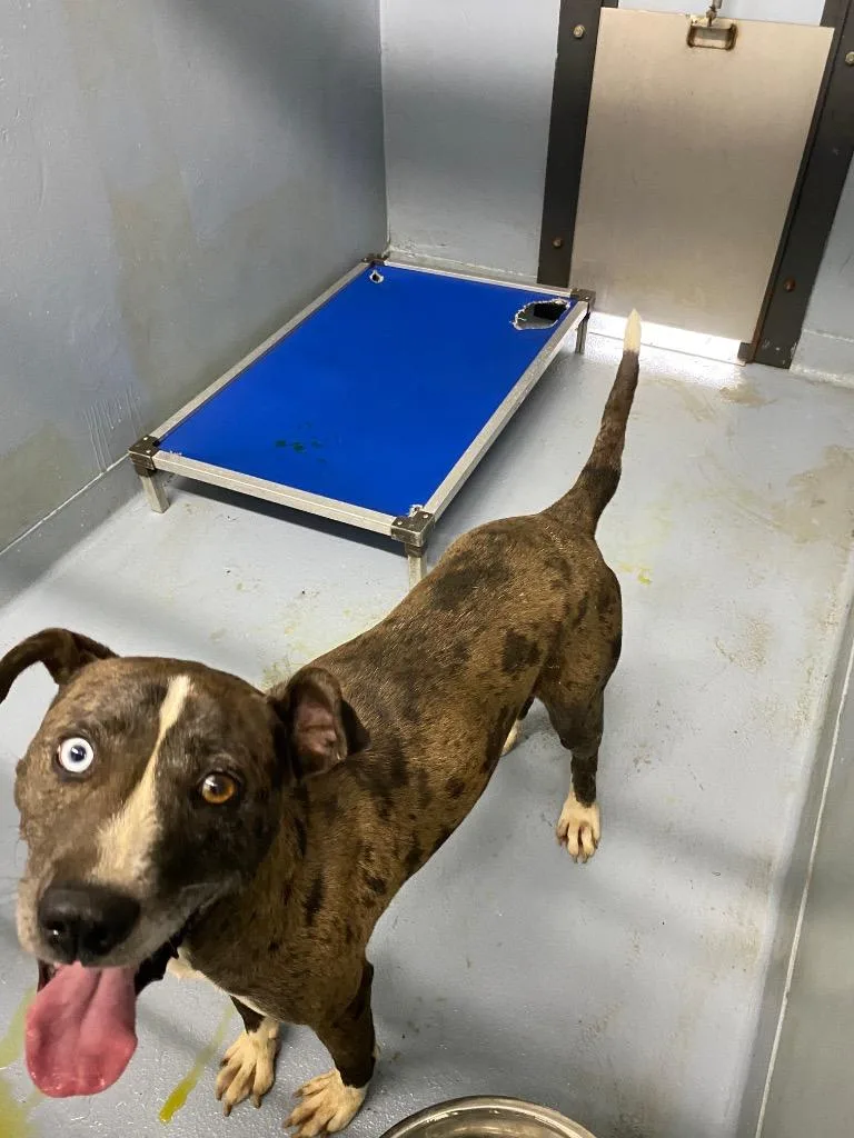 A young large-sized male Mixed Breed dog named Luke for adoption in Cartersville , GA