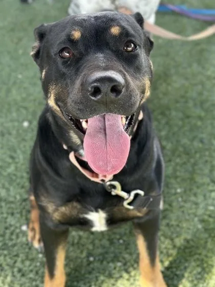 An adult large-sized female Rottweiler dog named Callisto for adoption in Fresno, CA