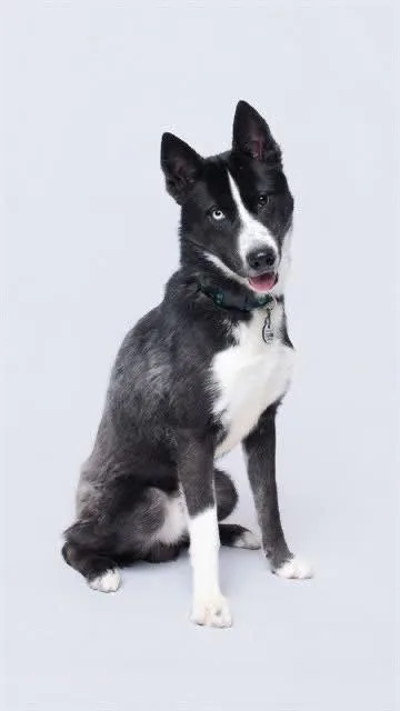 Odyssey