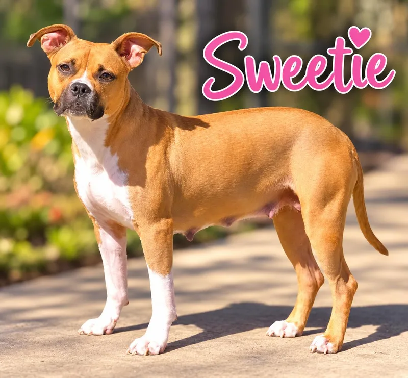 A young medium-sized female Boxer dog named Sweetie for adoption in Momence, IL