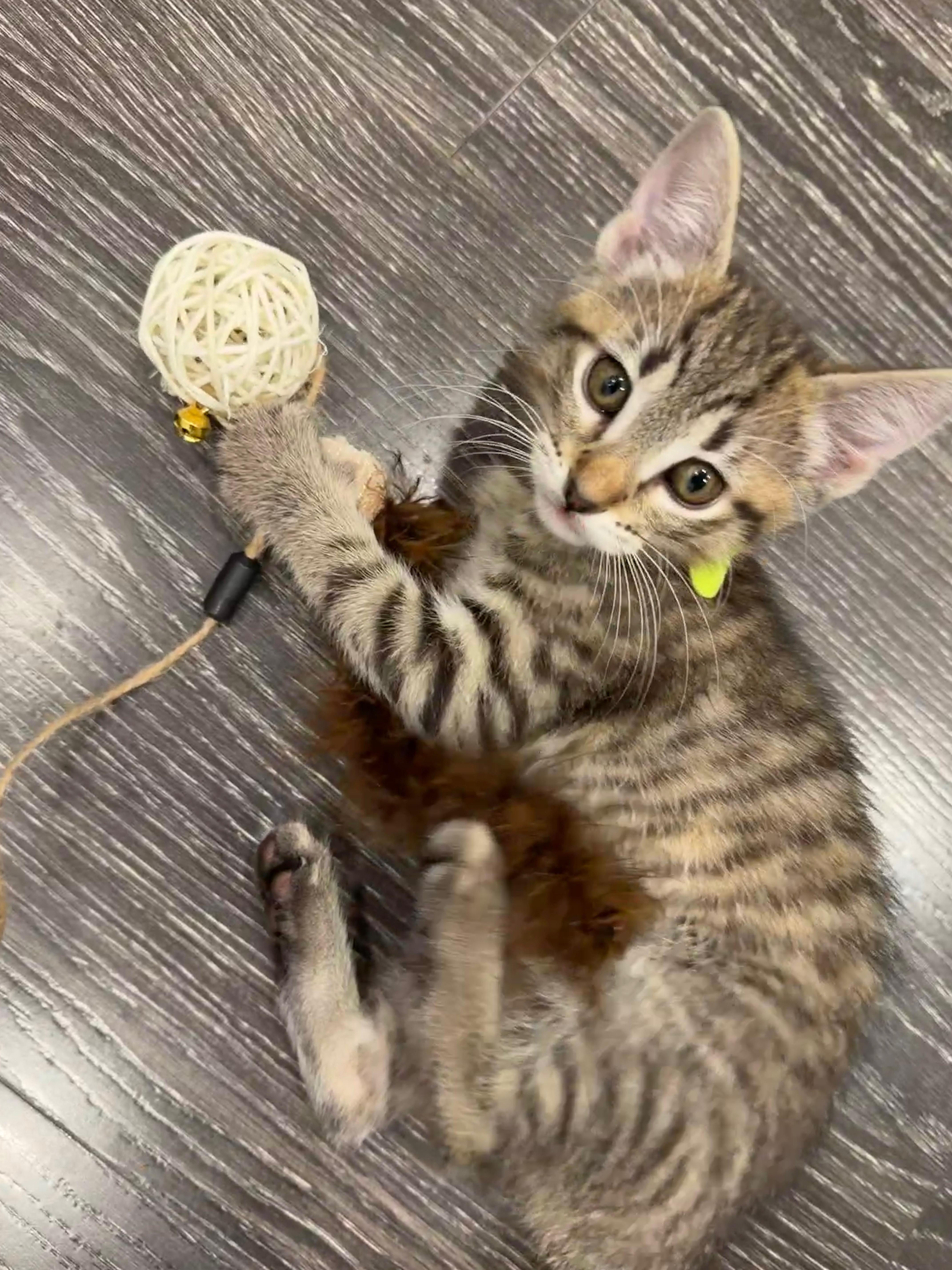 A baby medium-sized male Tabby (Gray / Blue / Silver) Domestic Short Hair cat named Oliver for adoption in Fort Worth, TX