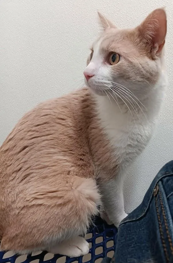 Carmel Corn thumbnail 2