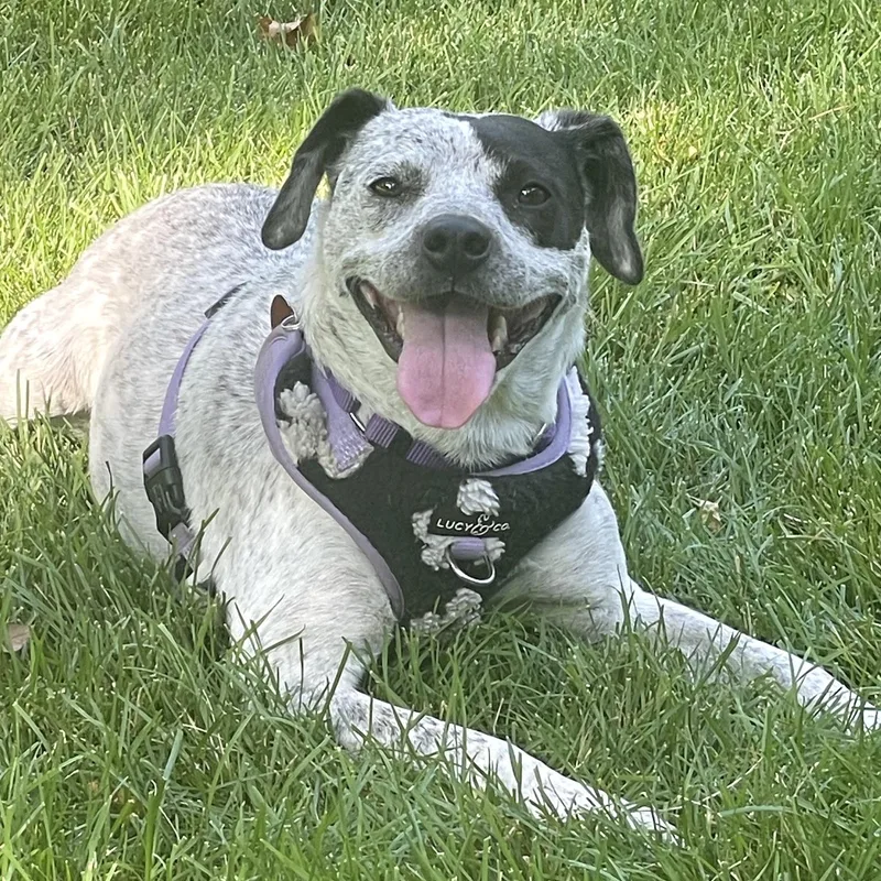 Gypsy