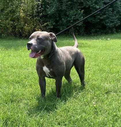 Sweet Pea thumbnail 2