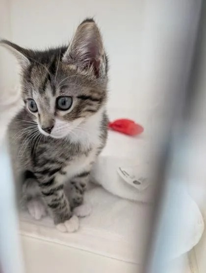 A baby small-sized male Domestic Short Hair cat named Danthy for adoption in Manteo, NC