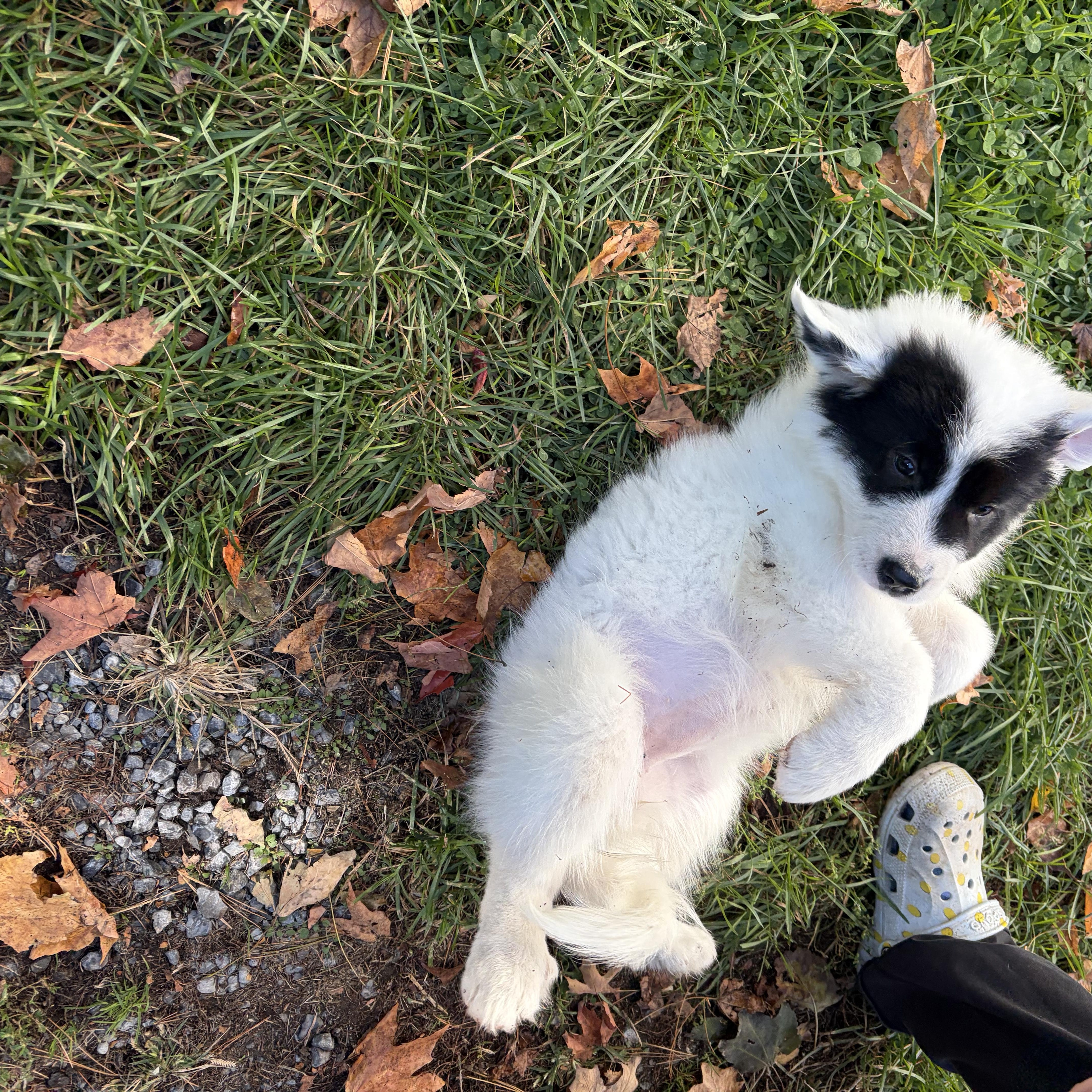 A baby large-sized female White / Cream Great Pyrenees dog named Daisy for adoption in High View, WV