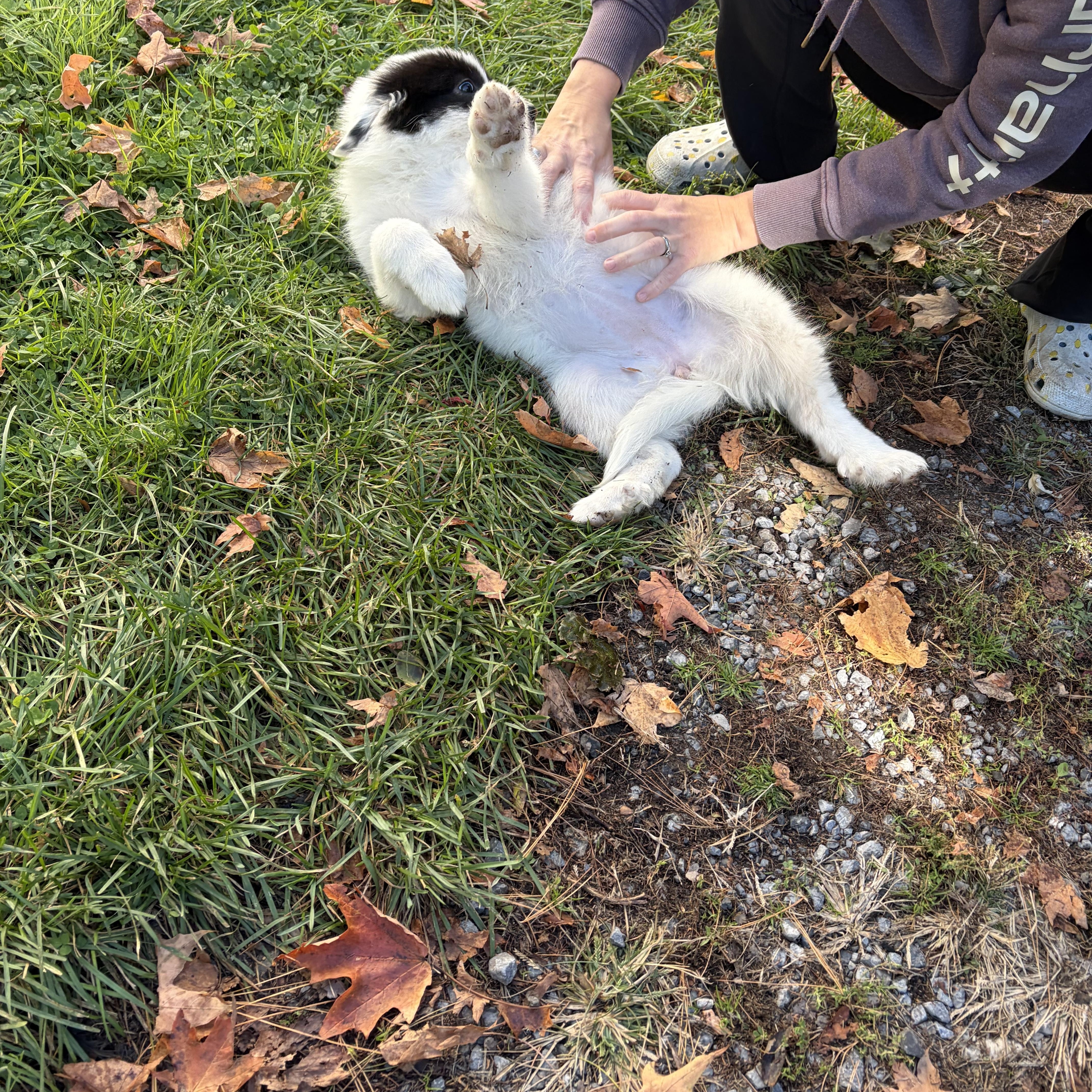 Daisy thumbnail 3