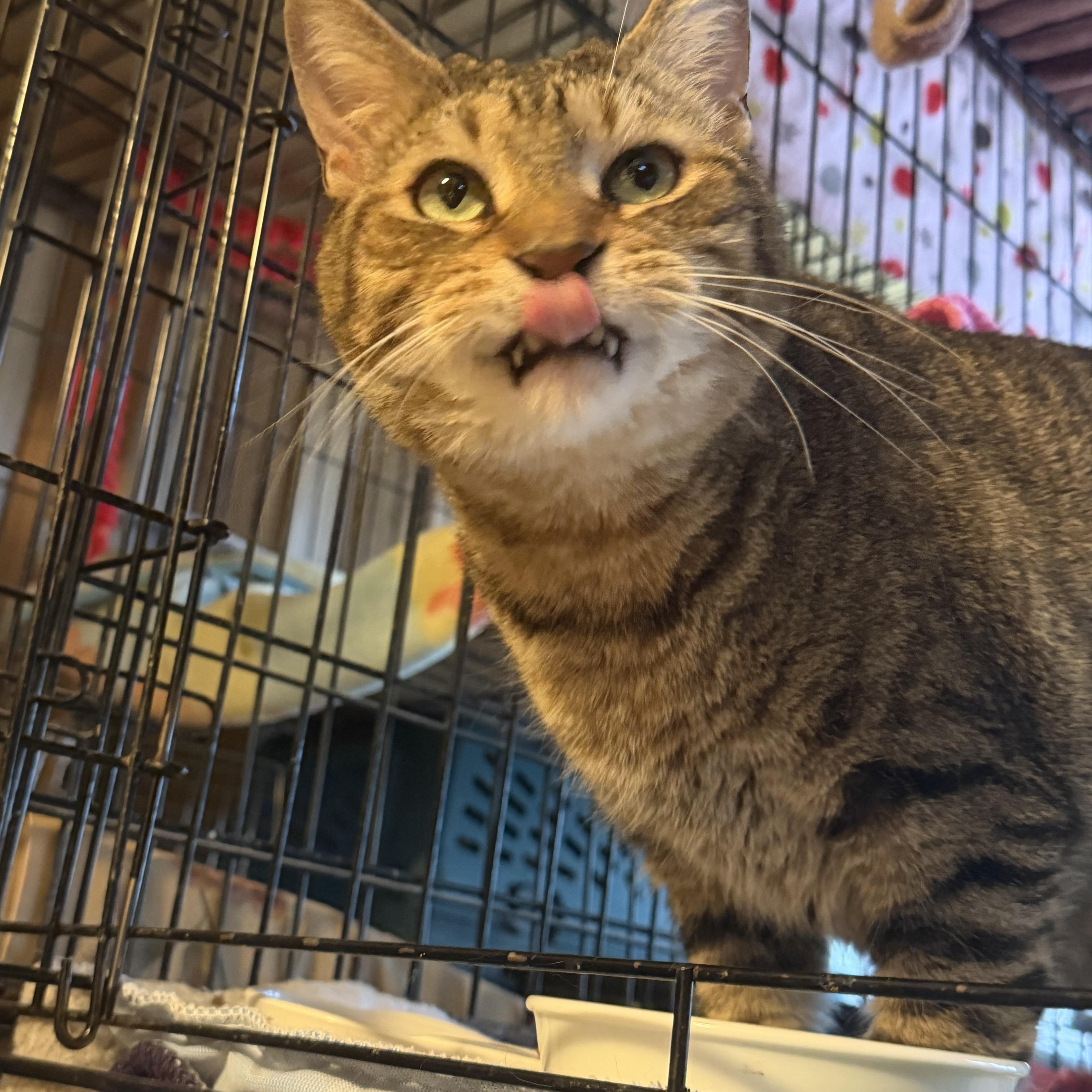 An adult medium-sized male Tabby (Brown / Chocolate) Domestic Medium Hair cat named Asher for adoption in Buffalo, NY