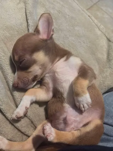 A baby small-sized male Golden Chihuahua dog named Butternut for adoption in Kannapolis, NC