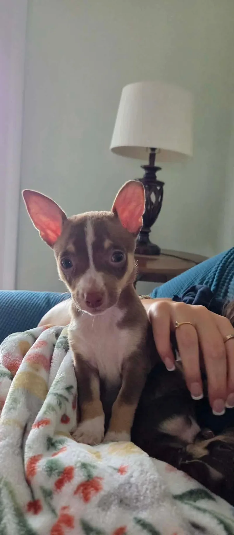 Butternut thumbnail 2
