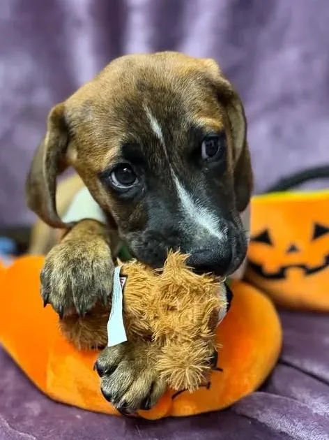 A young medium-sized male Bicolor Hound dog named Mitch for adoption in Munfordville, KY