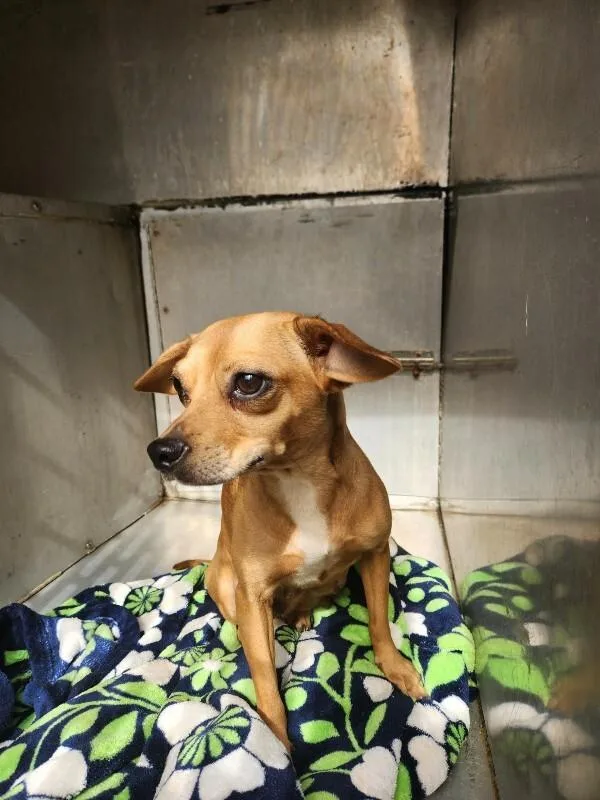 An adult medium-sized female Yellow / Tan / Blond / Fawn Chihuahua dog named Ariel for adoption in Mobile, AL