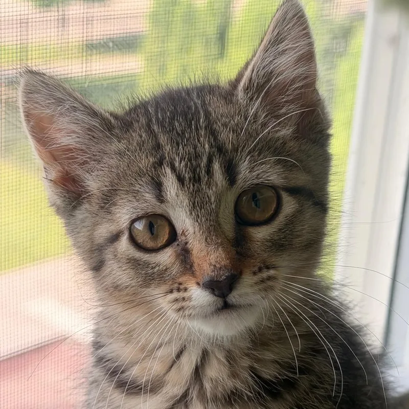 A baby small-sized female Brown / Chocolate Domestic Short Hair cat named Hurry for adoption in Chaska, MN