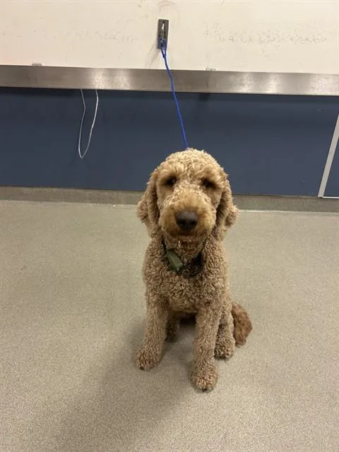 A young medium-sized female Poodle dog named Bubby for adoption in Miami, FL