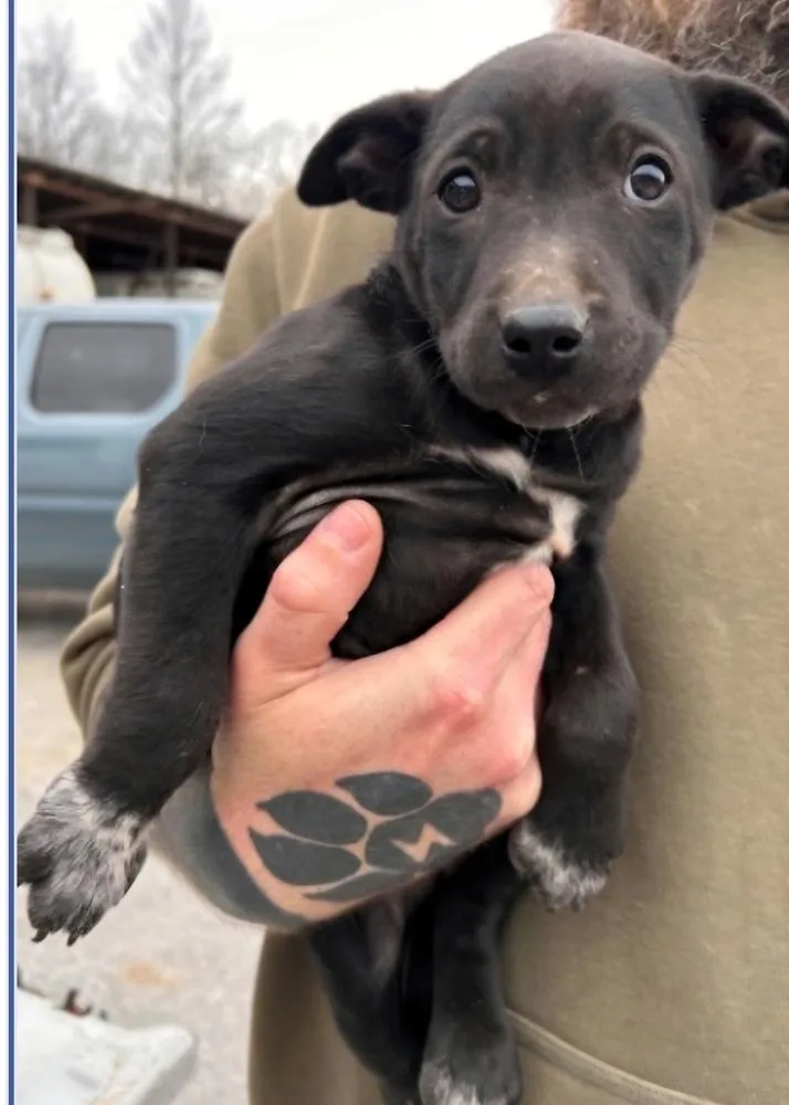 A baby small-sized female Tricolor (Brown, Black, & White) Mixed Breed dog named Dazzle for adoption in Appleton, WI