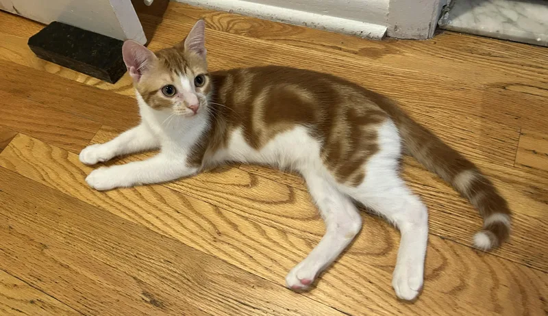 A baby medium-sized male Orange & White Domestic Short Hair cat named Georgio for adoption in Harrison, NY