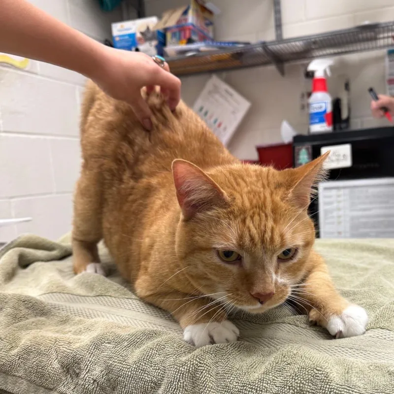 An adult large-sized male Orange / Red Domestic Short Hair cat named Hardy for adoption in Murray, UT