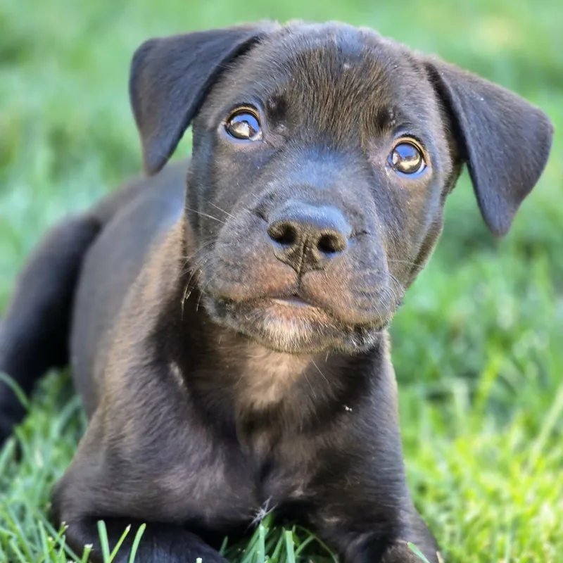 A baby medium-sized male Mixed Breed dog named Ranger for adoption in East Peoria, IL