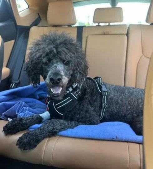 An adult large-sized male Standard Poodle dog named Hank for adoption in San Diego, CA